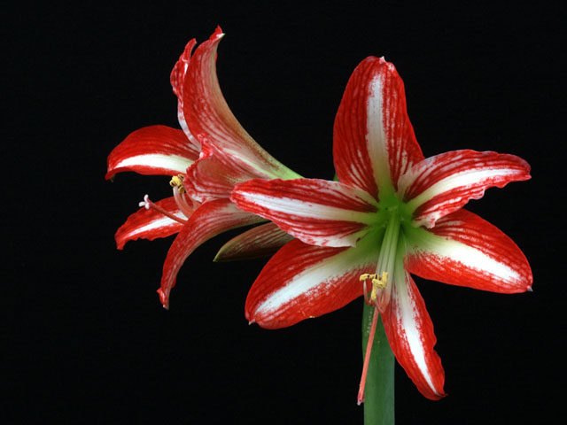 Amaryllis